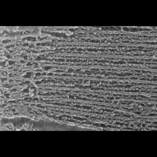  NCBI Organism:Oryctolagus cuniculus; Cell Types:skeletal muscle cell Cell Components:cytoskeleton Biological process:skeletal muscle contraction