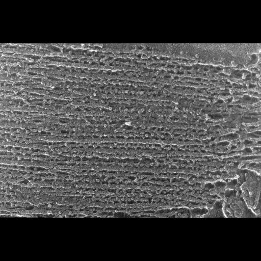  NCBI Organism:Oryctolagus cuniculus; Cell Types:skeletal muscle cell Cell Components:cytoskeleton Biological process:skeletal muscle contraction