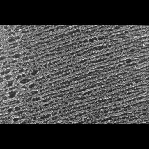  NCBI Organism:Oryctolagus cuniculus; Cell Types:skeletal muscle cell Cell Components:cytoskeleton Biological process:skeletal muscle contraction