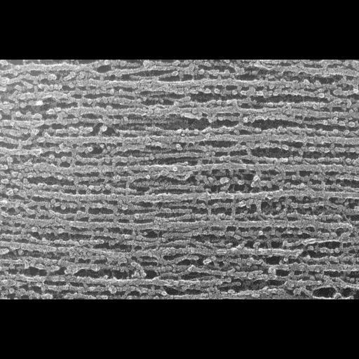  NCBI Organism:Oryctolagus cuniculus; Cell Types:skeletal muscle cell Cell Components:cytoskeleton Biological process:skeletal muscle contraction