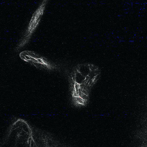  NCBI Organism:Arabidopsis thaliana; Cell Components:actin cytoskeleton Biological process:morphogenesis of a polarized epithelium, morphogenesis of a branching structure, embryonic shoot morphogenesis;