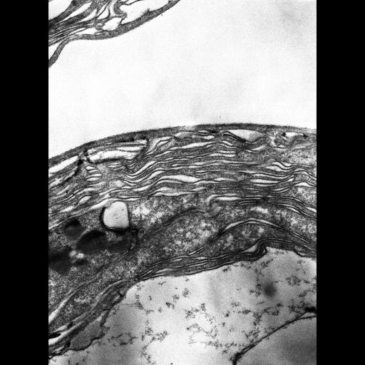  NCBI Organism:Prochloron; Cell Components:thylakoid Biological process:photosynthesis