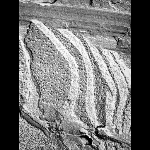  NCBI Organism:Oscillatoria tenuis; Cell Components:outer membrane, thylakoid; Biological process:photosynthesis