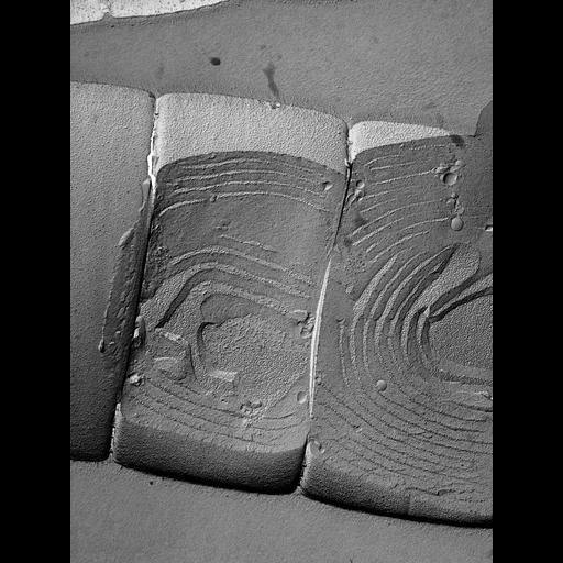  NCBI Organism:Oscillatoria tenuis; Cell Components:outer membrane, thylakoid; Biological process:photosynthesis