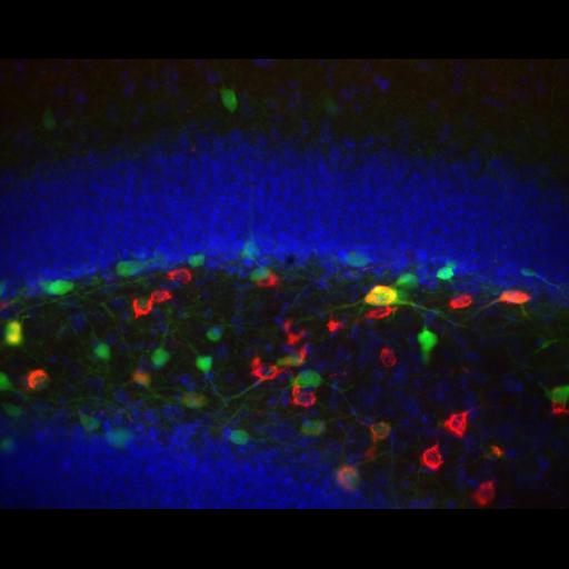  NCBI Organism:Mus musculus, ; Cell Types:CNS interneuron, hippocampal granule cell; Cell Components:neuronal cell body, dendrite; Biological process:cell communication by chemical coupling;