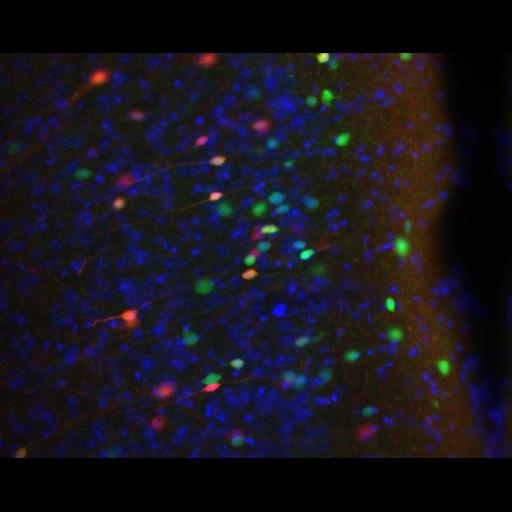  NCBI Organism:Mus musculus; Cell Types:interneuron Cell Components:neuronal cell body, axon; Biological process:cell communication by chemical coupling, cellular calcium ion homeostasis;