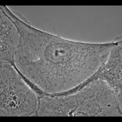  NCBI Organism:Potorous tridactylus; Cell Types:epithelial cell Cell Components:cell, nucleus, middle lamella;