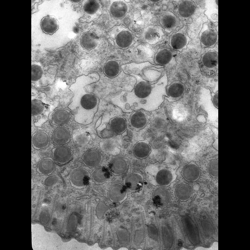  NCBI Organism:Didinium nasutum; Cell Types:cell by organism, eukaryotic cell, , ; Cell Components:oral apparatus, cortical microtubule cytoskeleton, ; Biological process:oral apparatus organization, microtubule cytoskeleton organization, microtubule bundle formation, microtubule-based process, ;