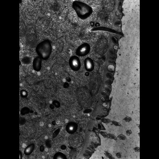  NCBI Organism:Didinium nasutum; Cell Types:cell by organism, eukaryotic cell, , ; Cell Components:cell cortex, cilium, cytoplasm; Biological process:cortical cytoskeleton organization, cytoplasm organization;