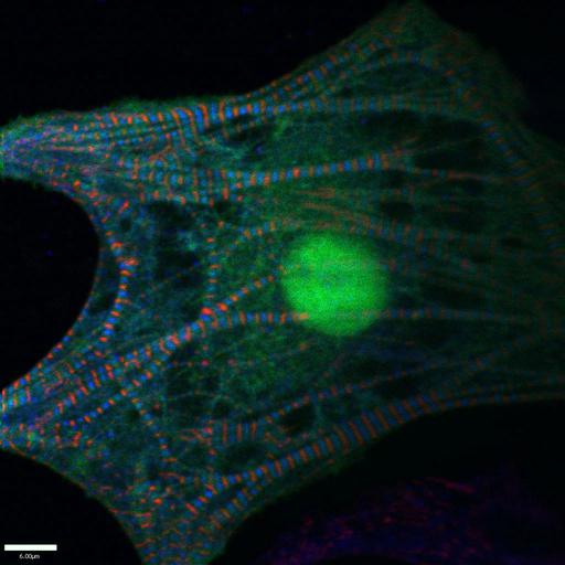  NCBI Organism:Gallus gallus gallus; Cell Types:early embryonic cell, cardiac muscle cell; Cell Components:striated muscle thin filament, actin cytoskeleton, F-actin capping protein complex, , , ; Biological process:striated muscle contraction, , ;