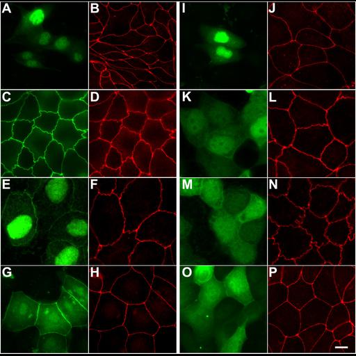  NCBI Organism:Canis lupus familiaris; Cell Types:epithelial cell Cell Components:tight junction Biological process:tight junction assembly