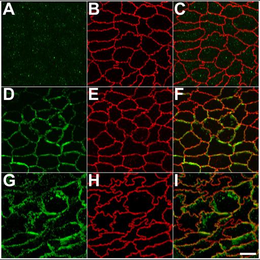  NCBI Organism:Canis lupus familiaris; Cell Types:epithelial cell Cell Components:tight junction Biological process:tight junction assembly