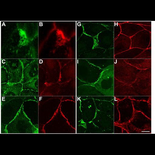  NCBI Organism:Canis lupus familiaris; Cell Types:epithelial cell Cell Components:tight junction Biological process:tight junction assembly