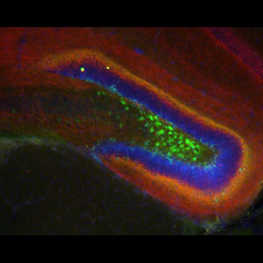  NCBI Organism:Mus musculus; Cell Types:CNS neuron (sensu Vertebrata), interneuron, hippocampal granule cell; Cell Components:neuronal cell body membrane, axon, nucleus; Biological process:cell communication by chemical coupling