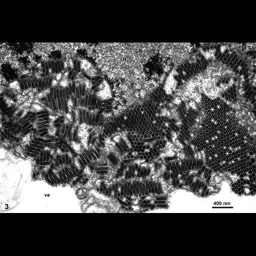  NCBI Organism:Maize mosaic virus, Zea mays, ; Cell Types:plant cell Cell Components:host cell nuclear membrane, virion, host cell cytoplasmic vesicle; Biological process:viral reproduction