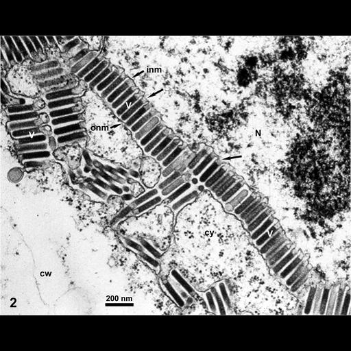  NCBI Organism:Maize mosaic virus, Zea mays, ; Cell Types:plant cell Cell Components:host cell nuclear membrane, virion, host cell cytoplasmic vesicle; Biological process:viral reproduction