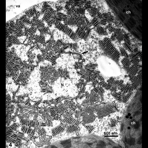  NCBI Organism:Maize mosaic virus, Zea mays, ; Cell Types:plant cell Cell Components:host cell nuclear membrane, virion, host cell cytoplasmic vesicle; Biological process:viral reproduction