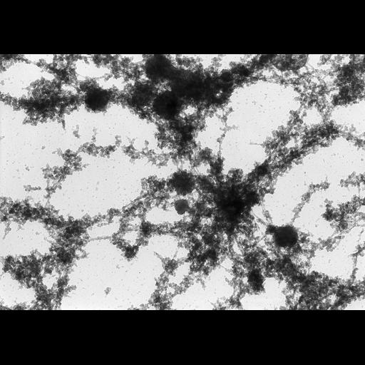  NCBI Organism:Notophthalmus viridescens; Cell Types:oocyte