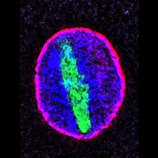  NCBI Organism:Rattus norvegicus; Cell Types:neuron Cell Components:tubulin complex, nuclear envelope; Biological process:cell aging