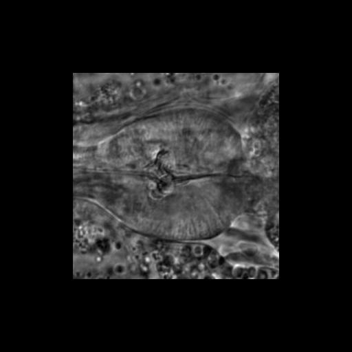  NCBI Organism:Caenorhabditis elegans; Biological process:chronological cell aging