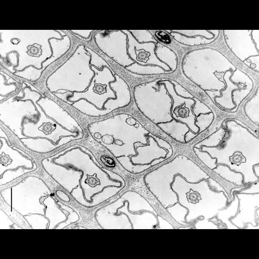  NCBI Organism:Paramecium multimicronucleatum; Cell Types:cell by organism, eukaryotic cell, , ; Cell Components:plasma membrane, axoneme, cell cortex, ; Biological process:cortical cytoskeleton organization, plasma membrane organization, ciliary or flagellar motility, cilium movement;