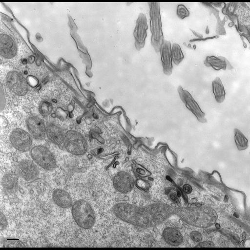  NCBI Organism:Paramecium multimicronucleatum; Cell Types:cell by organism, eukaryotic cell, , ;