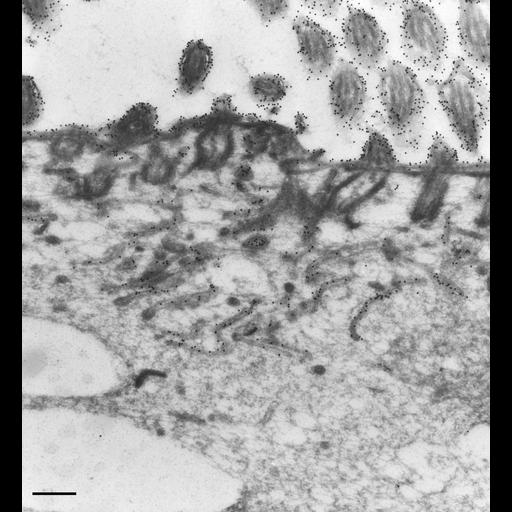  NCBI Organism:Paramecium multimicronucleatum; Cell Types:cell by organism, eukaryotic cell, , ; Cell Components:plasma membrane, early endosome membrane; Biological process:endosome organization, endosome to lysosome transport;