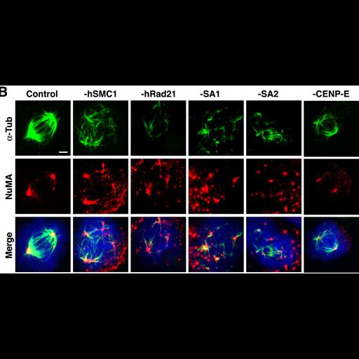  NCBI Organism:Homo sapiens; Cell Components:spindle, kinetochore, nuclear chromosome; Biological process:mitosis