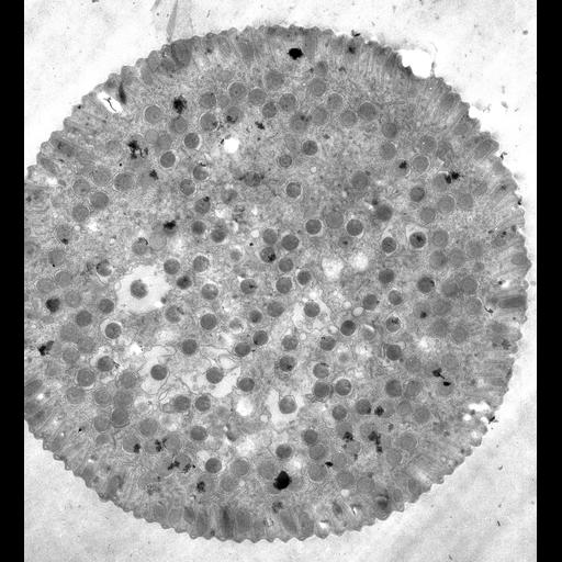  NCBI Organism:Didinium nasutum; Cell Types:cell by organism, eukaryotic cell, , ; Cell Components:oral apparatus, plasma membrane, cytoplasm, ; Biological process:oral apparatus organization, plasma membrane organization;