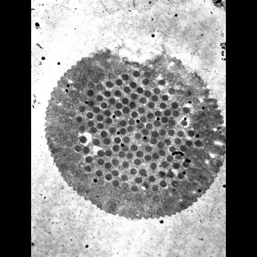  NCBI Organism:Didinium nasutum; Cell Types:cell by organism, eukaryotic cell, , ; Cell Components:oral apparatus, plasma membrane, cytoplasm, ; Biological process:oral apparatus organization, plasma membrane organization;