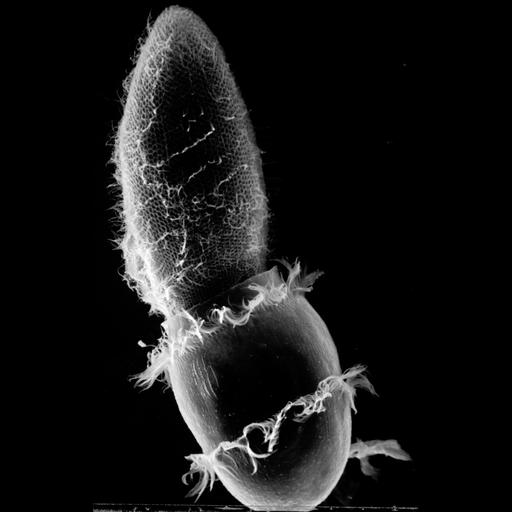  NCBI Organism:Didinium nasutum, Paramecium sp., ; Cell Types:cell by organism, eukaryotic cell, , ; Cell Components:oral apparatus, phagocytic cup, cell cortex, cell surface; Biological process:phagocytosis, phagocytosis, engulfment;