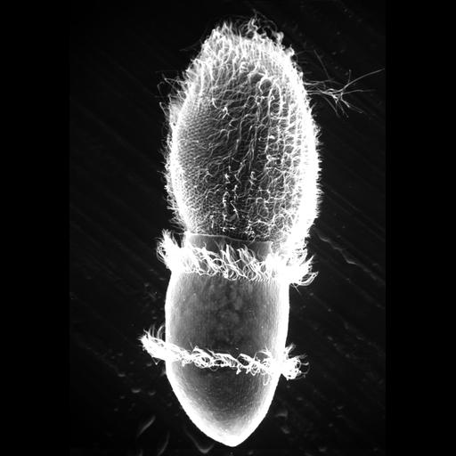  NCBI Organism:Didinium nasutum, Paramecium sp., ; Cell Types:cell by organism, eukaryotic cell, , ; Cell Components:oral apparatus, phagocytic cup, cell cortex, cell surface, trichocyst; Biological process:phagocytosis, phagocytosis, engulfment;