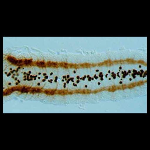  NCBI Organism:Drosophila melanogaster; Cell Types:glial cell Biological process:nerve development