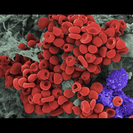  NCBI Organism:Mesocricetus auratus; Cell Types:blood cell, oocyte, cumulus cell; Cell Components:cell Biological process:erythrocyte aggregation