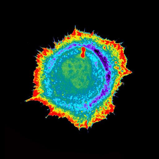  Cell Types:neutrophil