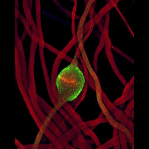  NCBI Organism:Drosophila melanogaster; Cell Types:spermatid Biological process:spermatogenesis