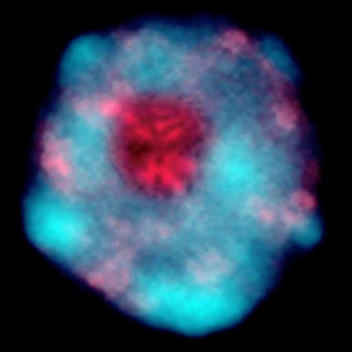  NCBI Organism:Arabidopsis thaliana; Cell Components:nucleus Biological process:regulation of gene expression, epigenetic, nucleus organization;