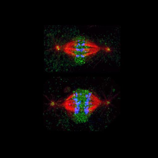  NCBI Organism:Drosophila melanogaster; Cell Components:spindle, nuclear chromosome; Biological process:mitosis