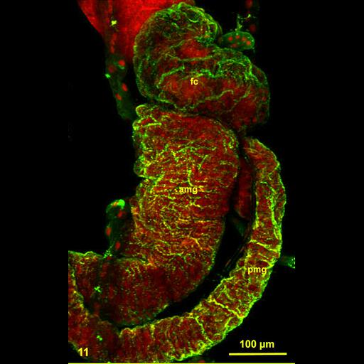  NCBI Organism:Spiroplasma kunkelii, Dalbulus maidis, ; Cell Types:prokaryotic cell Cell Components:nucleus Biological process:pathogenesis