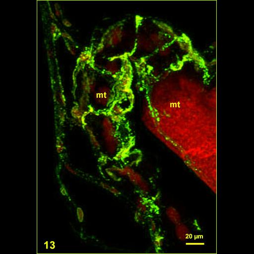  NCBI Organism:Spiroplasma kunkelii, Dalbulus maidis, ; Cell Types:epithelial cell, prokaryotic cell; Cell Components:nucleus Biological process:pathogenesis