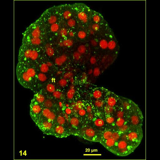  NCBI Organism:Spiroplasma kunkelii, Dalbulus maidis, ; Cell Types:fat cell, prokaryotic cell; Cell Components:nucleus Biological process:pathogenesis