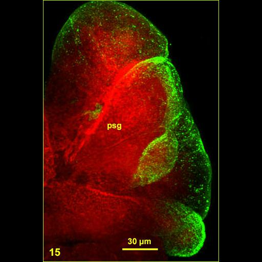  NCBI Organism:Spiroplasma kunkelii, Dalbulus maidis, ; Cell Types:prokaryotic cell, secretory cell; Cell Components:nucleus Biological process:pathogenesis