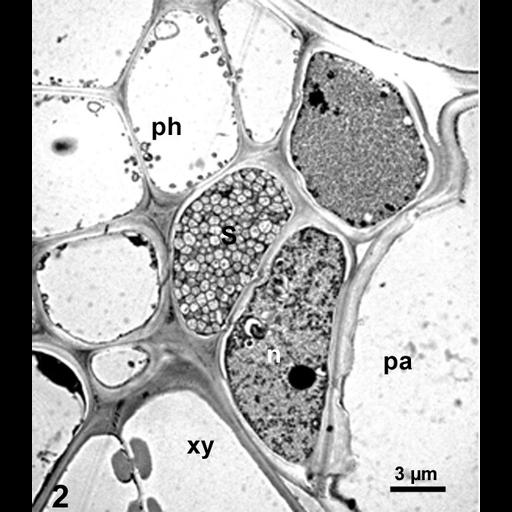  NCBI Organism:Spiroplasma kunkelii, Zea mays, ; Cell Types:plant cell, , , prokaryotic cell; Cell Components:plant-type cell wall, nucleus; Biological process:pathogenesis