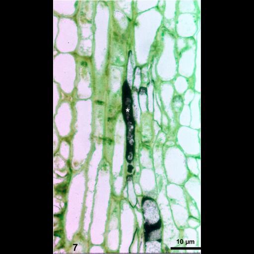  NCBI Organism:Spiroplasma kunkelii, Zea mays, ; Cell Types:plant cell, , prokaryotic cell; Cell Components:plant-type cell wall Biological process:pathogenesis