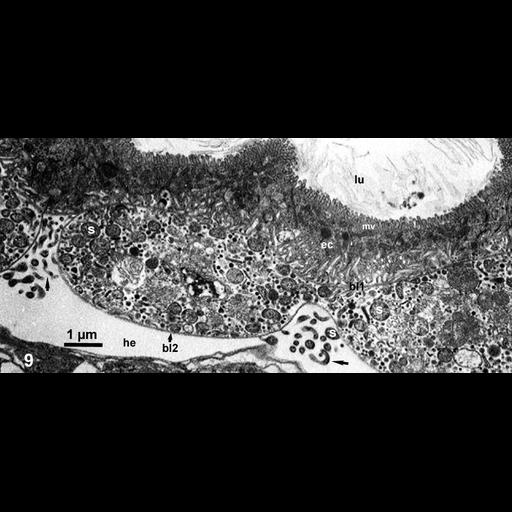  NCBI Organism:Spiroplasma kunkelii, Dalbulus gelbus, ; Cell Types:epithelial cell, prokaryotic cell, ; Cell Components:basal lamina Biological process:pathogenesis