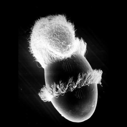  NCBI Organism:Didinium nasutum, Paramecium sp., ; Cell Types:cell by organism, eukaryotic cell, , ; Cell Components:oral apparatus, phagocytic cup, cell cortex, cell surface; Biological process:phagocytosis, phagocytosis, engulfment;