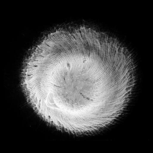  NCBI Organism:Didinium nasutum; Cell Types:cell by organism, eukaryotic cell, , ; Cell Components:oral apparatus, microtubule cytoskeleton, cell cortex, cell surface; Biological process:oral apparatus organization, phagocytosis, engulfment;