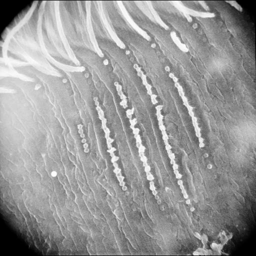  NCBI Organism:Didinium nasutum; Cell Types:cell by organism, eukaryotic cell, , ; Cell Components:cell cortex, cell surface, , cilium; Biological process:sensory perception, ciliary cell motility, regulation of cilium beat frequency involved in ciliary motility;