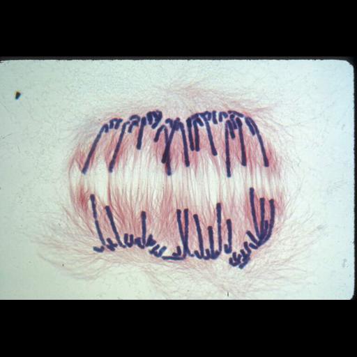  NCBI Organism:Haemanthus katharinae; Cell Components:nuclear chromosome, spindle; Biological process:mitosis