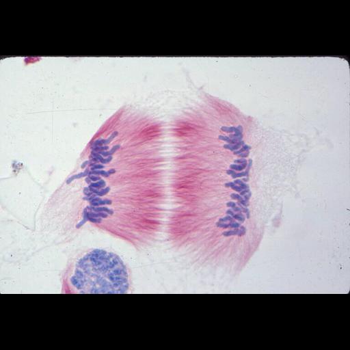  NCBI Organism:Haemanthus katharinae; Cell Components:nuclear chromosome, spindle; Biological process:mitosis